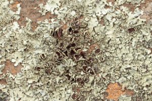 Kimmel Property sheep fold lichen