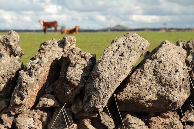 Pomboneit North, Victoria copestones and cows (1)
